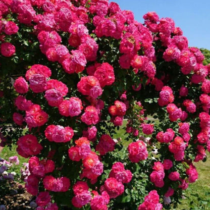 Hybrid Climbing Rose Flower (9 Rare & eyecolling colour in one package) Seeds with 100% sucess Rate