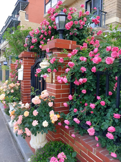 Hybrid Climbing Rose Flower (9 Rare & eyecolling colour in one package) Seeds with 100% sucess Rate