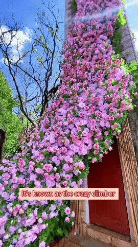 Hybrid Climbing Rose Flower (9 Rare & eyecolling colour in one package) Seeds with 100% sucess Rate